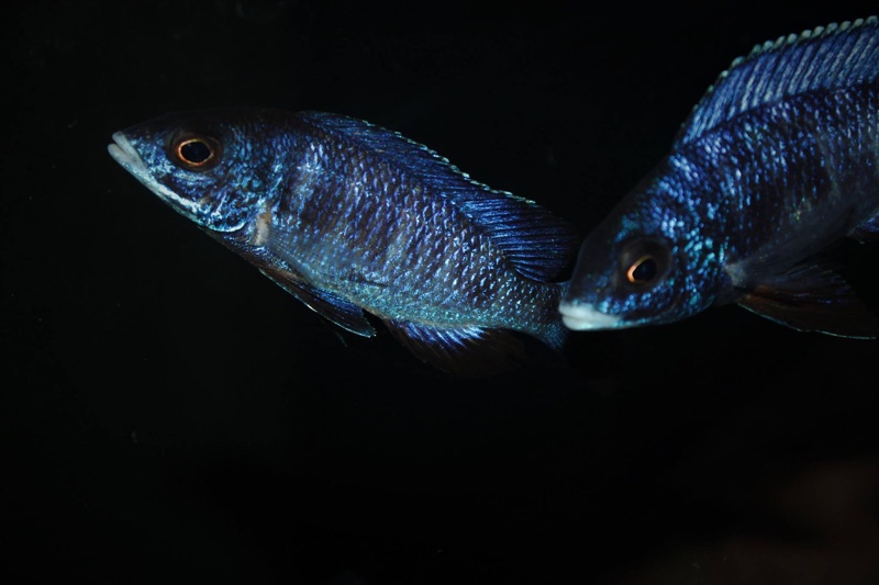 Placidochromis phenochilus 'Mdoka Reef'